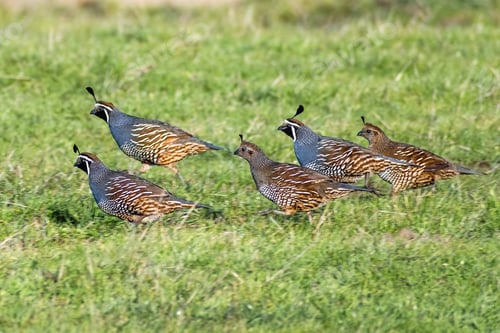 Preview: Flock of California Quail running on a meadow