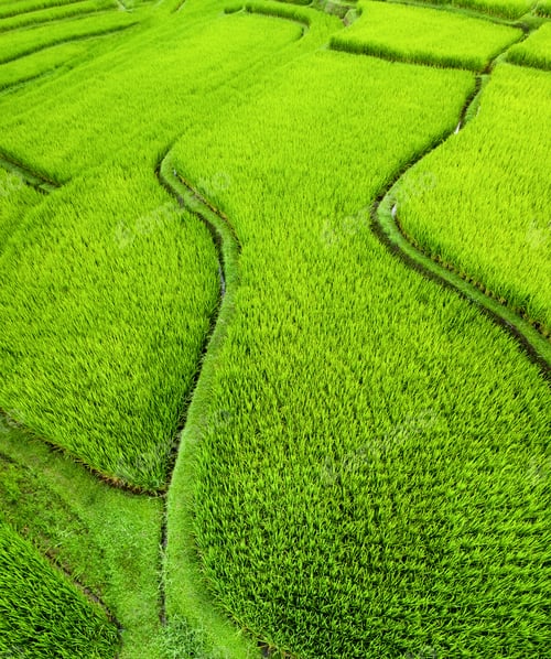 Preview: Air view of rice terraces, Bali, Indonesia