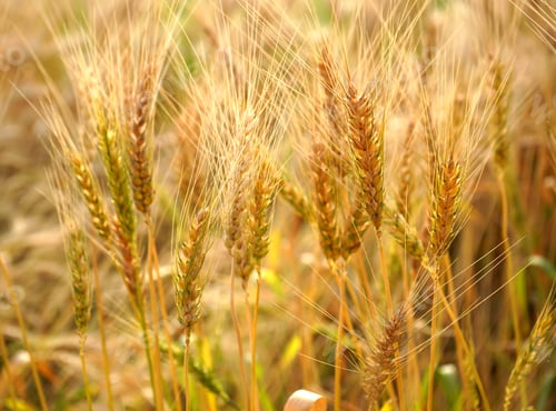 Preview: Closeup Of Ears Of Golden Wheat On The Field