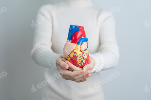 Preview: Woman holding human Heart model. Cardiovascular Diseases