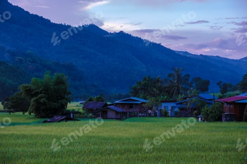 Preview: rice paddy field at Sapan Bo Kluea Nan Thailand