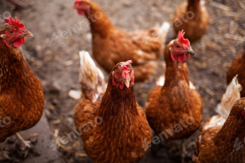 Preview: Red chickens on the farm yard lifestyle image. Farming house keeping. Animal farm. Chicken.