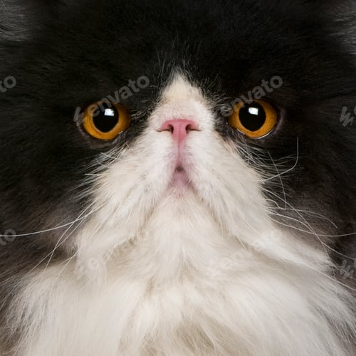 Preview: close up of a Persian (10 monhs old)