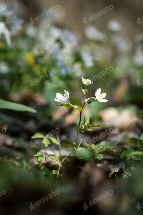 Preview: Flowers