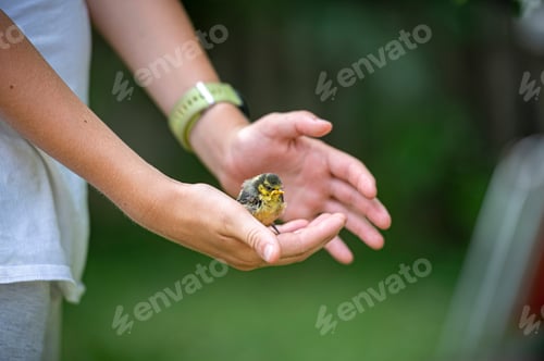 Preview: Delicate little baby bird sitting in the palms of a teenage boy