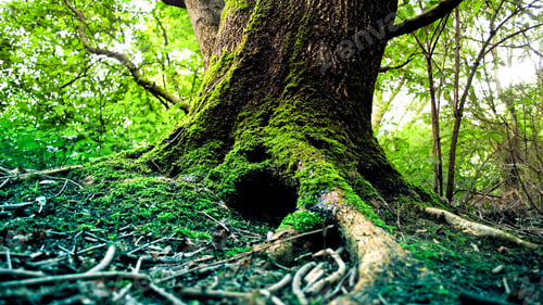 Preview: Green forest hole in tree woods