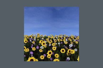 Preview: Sunflowers and daisy-like flowers in a field