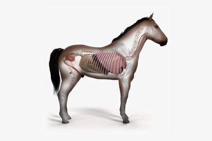 Preview: Equine Anatomy: Horse Skin, Skeleton, and Internal Organs