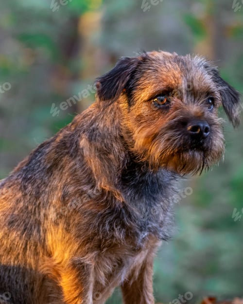 Preview: a shaggy dog is sitting in the grass on a log