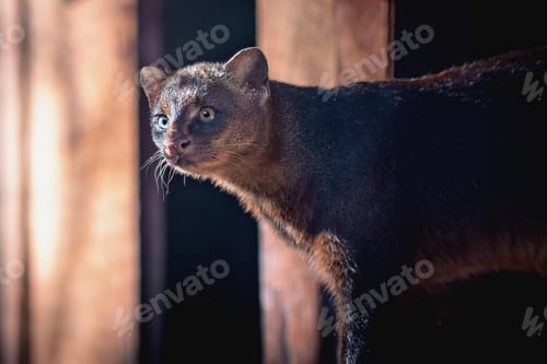 Preview: Jaguarundi (Herpailurus yagouaroundi) - Central and South American slender wild cat