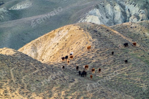 Preview: Herd of cows in the mountains