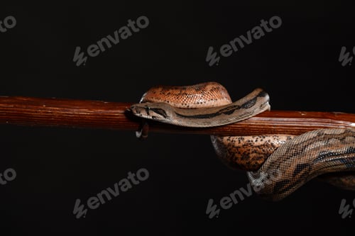 Python real, o pitón bola región Python, studio