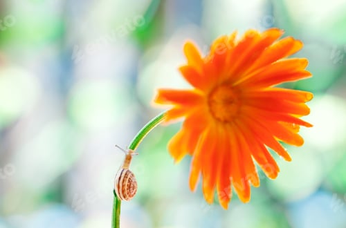 Preview: Close-Up Of Snail On Yellow Flower.