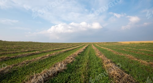 Preview: Mowed hay field with dry hay and wheat field in background under cloudy sky