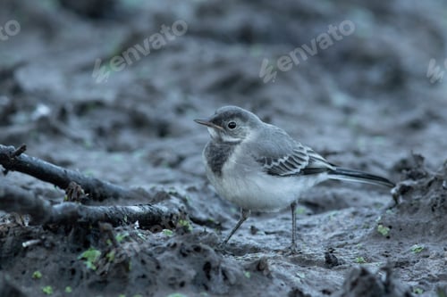 Preview: Young White wagtail ( Motacilla alba)