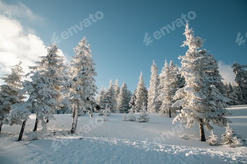 Preview: amazing winter landscape with snowy fir trees