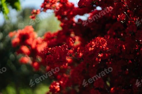 Preview: Tree with red flowers