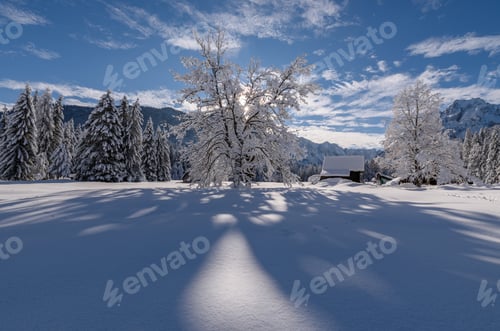 Preview: Winter forest after fresh snow