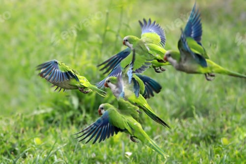 Preview: Green and blue parrots
