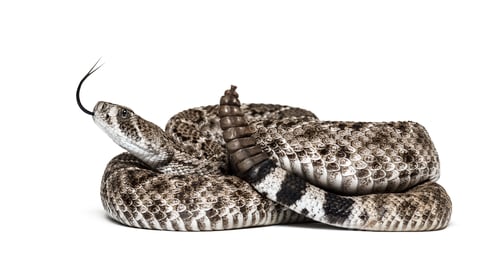 Preview: western diamondback rattlesnake or Texas diamond-back, venomous snake against white background