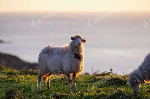 Preview: Herd of Sheep on the green grass by the Sea Coast. Sardinia, Italy.