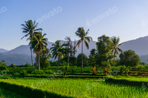 Preview: Beautiful morning view indonesia Panorama Landscape paddy fields
