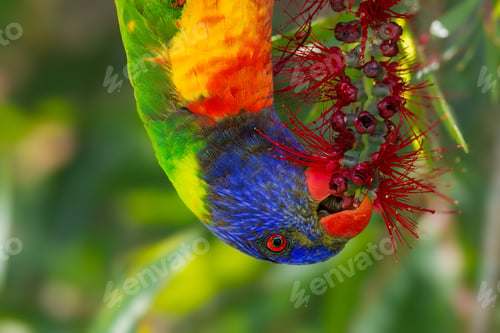 Preview: Colorful rainbow LoriKeets feeding on plant flowers on the ground