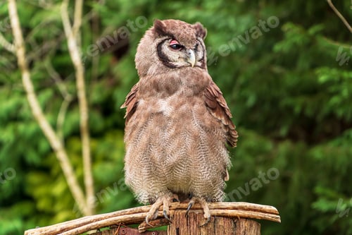 Preview: Verreaux eagle owl sitting on a branch