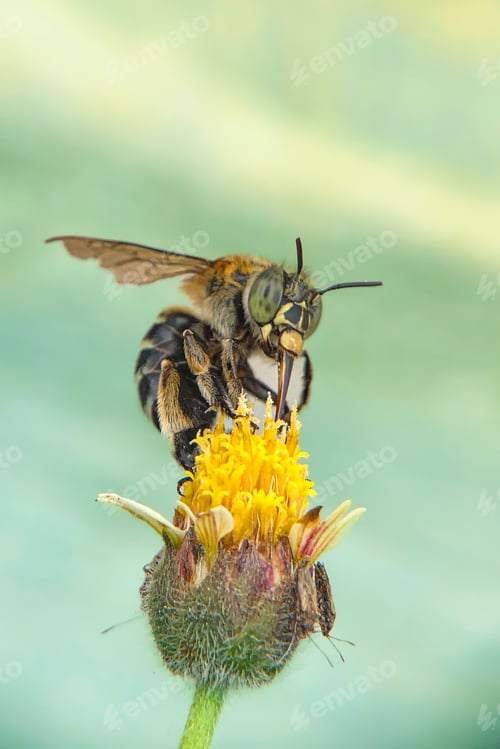 Preview: Bunga rumput liar aka bidens pilosa and little bee