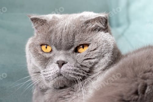 Preview: Gray scottish fold cat on soft green sofa