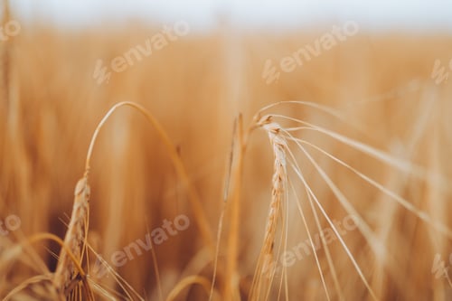 Preview: Wheat field. Ears of golden wheat closeup