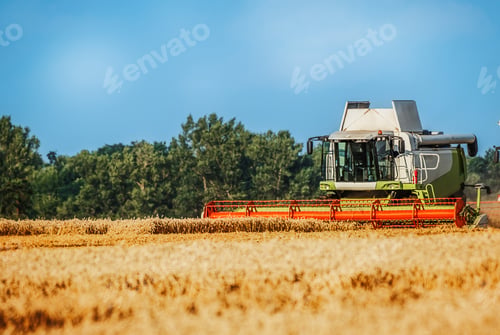 Preview: Combine harvester harvests wheat in the field. Harvest season