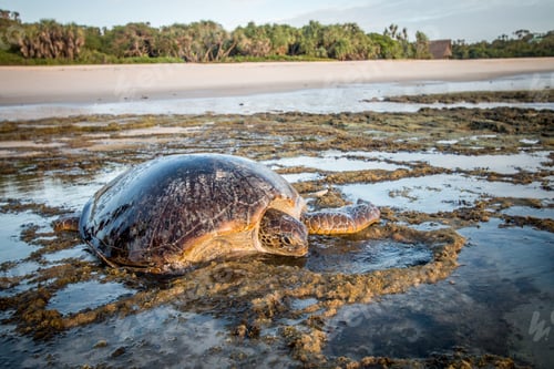 Preview: Green sea turtle on the sand.