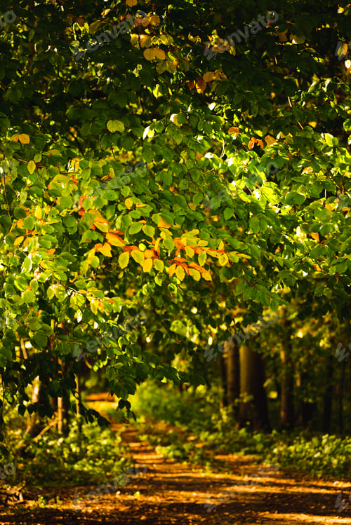 Preview: Pathway through the autumn forest