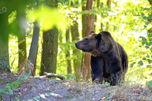 Preview: Brown bear in the forest