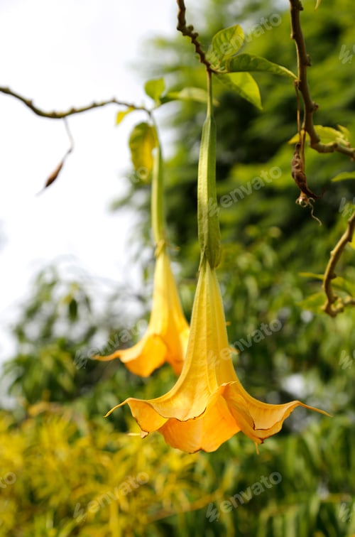 Preview: Yellow brugmansia named angels trumpet or Datura flower