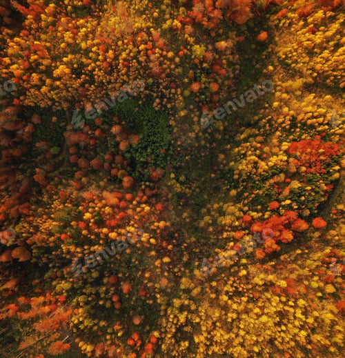 Preview: Autumn forest