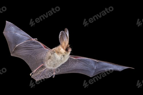 Preview: Brown Long-Eared Bat in Darkness