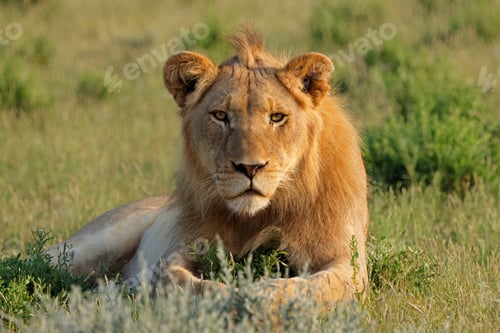 Preview: Male African lion in natural habitat - South Africa