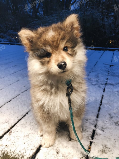 Preview: Portrait of a young finnish lapphund puppy dog in snow
