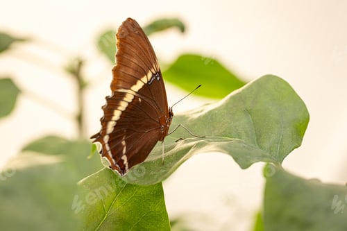 Preview: Beautiful butterfly Siproeta epaphus living in the rainforest.