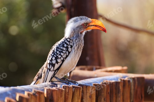 Preview: South african bird