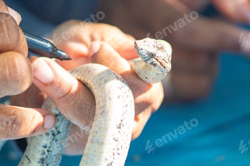 Preview: Closeup shot of white Antiguan racer snake in humans hands getting marked on sunny day