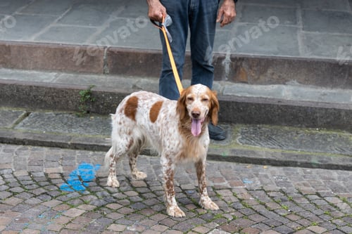 Preview: Person walking cheerful and happy pet dog in the street with leash during summer