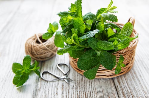 Preview: bunch of fresh mint