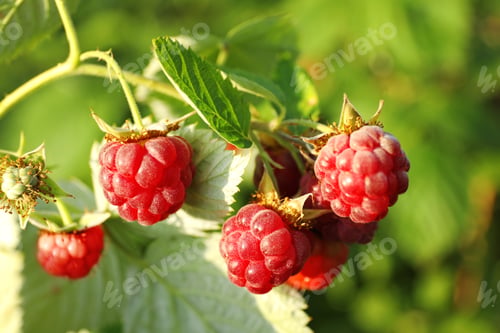 Preview: Branch with delicious ripe raspberries on bush, closeup