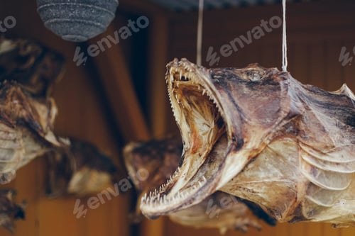 Preview: Dry codfish hung to dry in a fishermen's house.