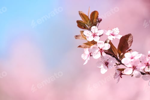 Preview: Branch of blossoming spring tree with tiny flowers on blurred background. Space for text