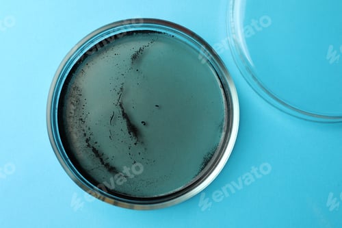 Preview: Petri dish with bacteria colony on light blue background, top view
