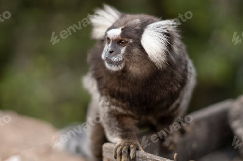 Preview: Monkey portrait in nature
